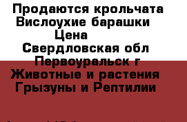 Продаются крольчата “Вислоухие барашки“ › Цена ­ 700 - Свердловская обл., Первоуральск г. Животные и растения » Грызуны и Рептилии   